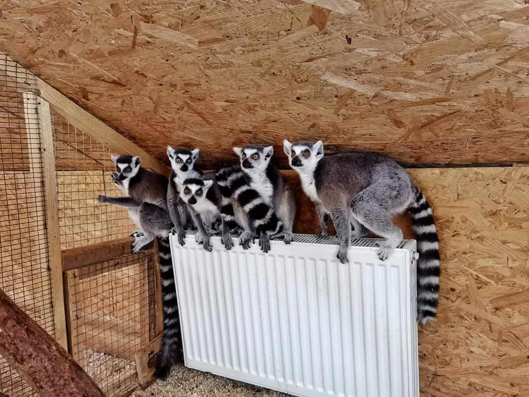 &quot;Зоопарк евакуювати неможливо&quot;: як живуть екзотичні тварини під час війни в Україні (фото)