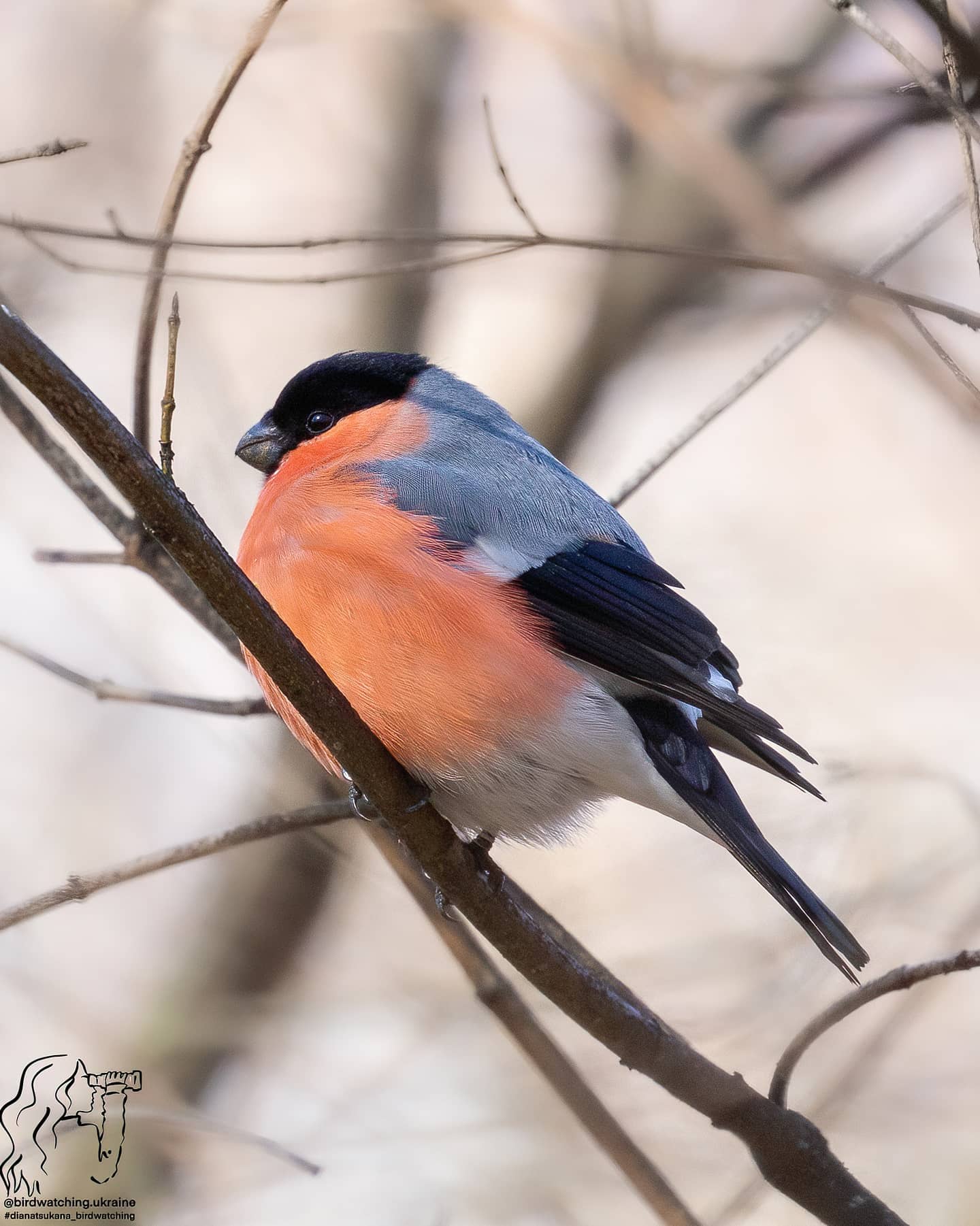 Почему мы видим снегирей только зимой и куда они исчезают летом?