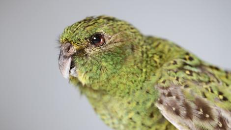 Птах-легенда, якого не бачили 100 років, повернувся. Вчені знайшли цілу зграю