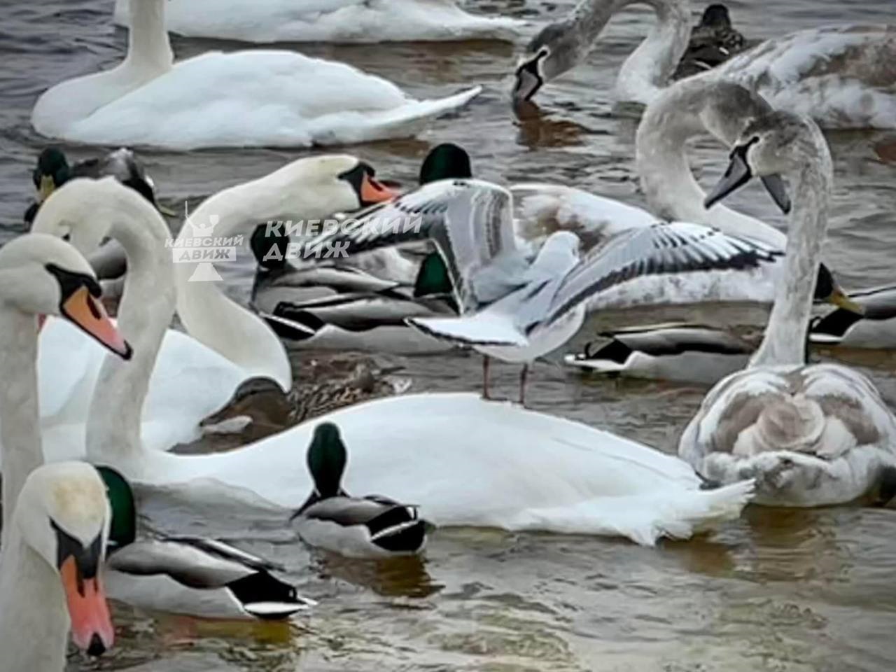 Один из киевских парков оккупировали лебеди, чайки и утки: фантастические фото
