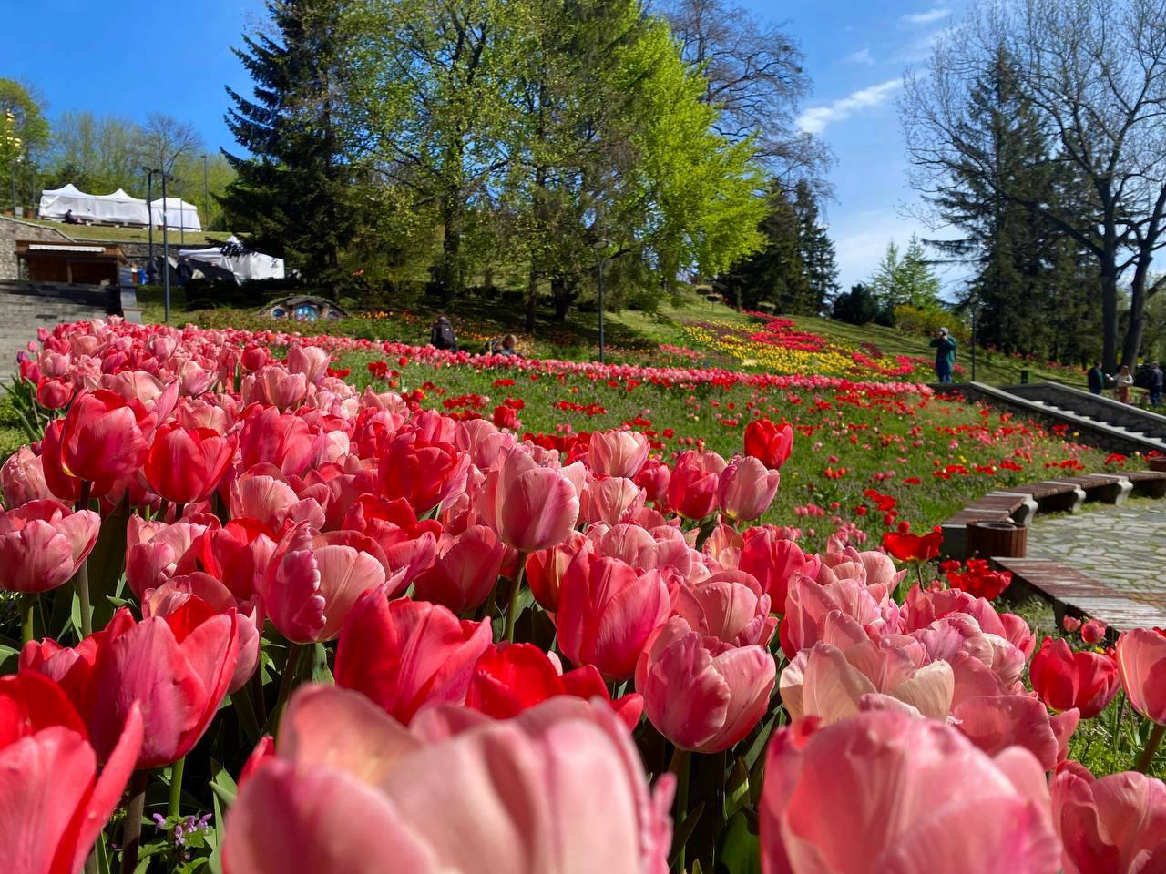 В Києві розцвіло море тюльпанів: фото неймовірної краси