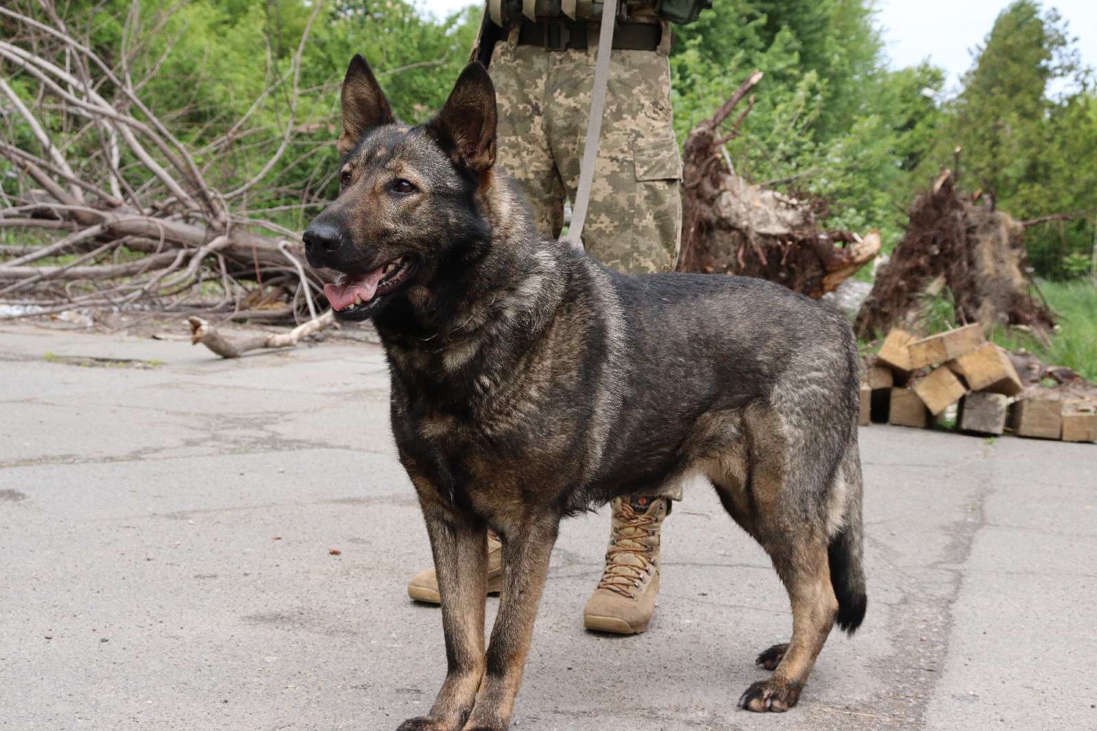 Украинские разведчики показали хвостатую помощницу-сапера Весту: спасла много жизней