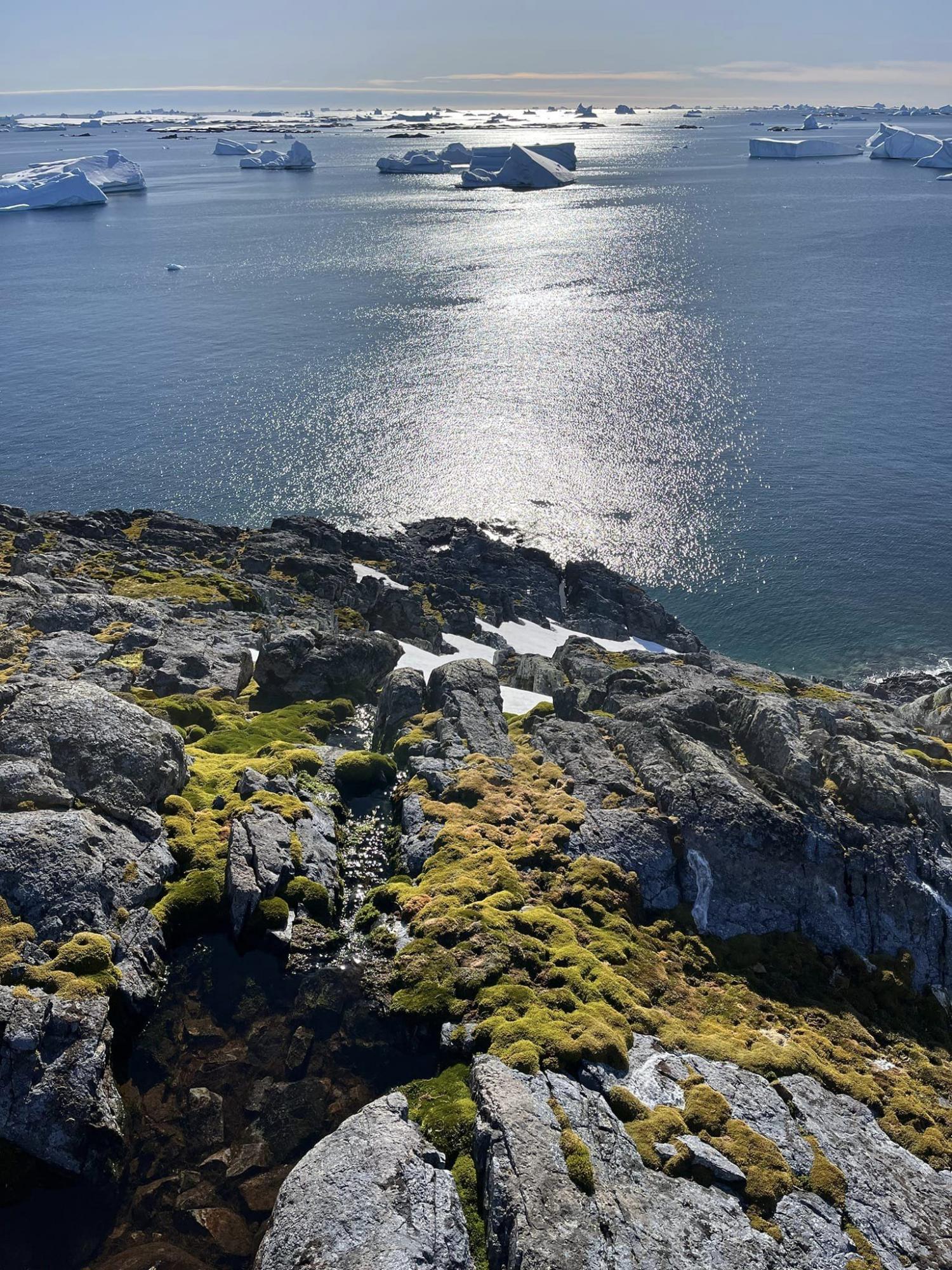 Ukrainian polar explorers showed a green summer in the Antarctic: fascinating photos of nature