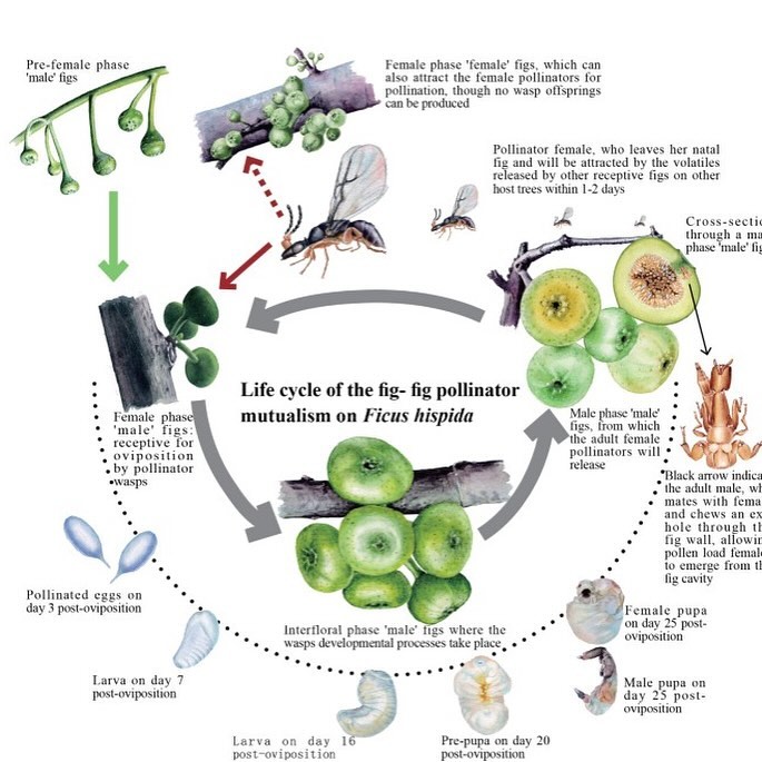 &quot;Має багато секретів&quot;: лікар розповіла, чи справді в інжирі є оси