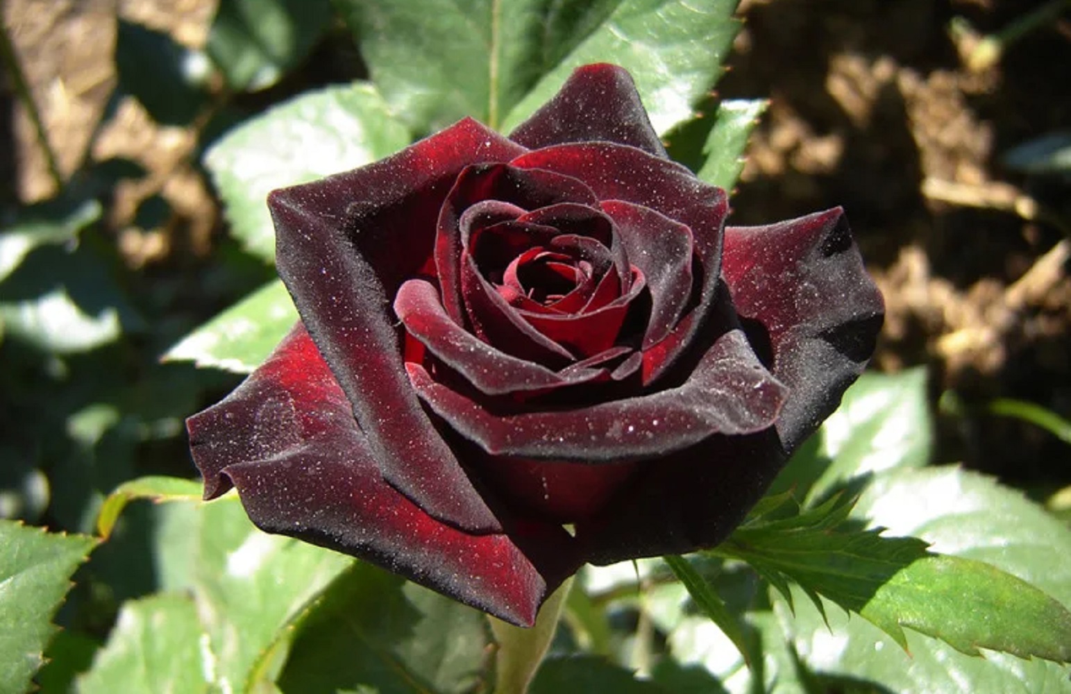 5 лучших сортов роз для весенней посадки