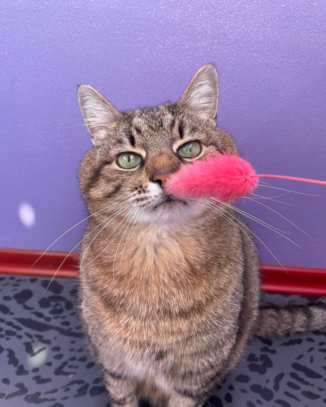 Тварини, які стали під час війни талісманами: хто залишиться у нашій пам'яті назавжди