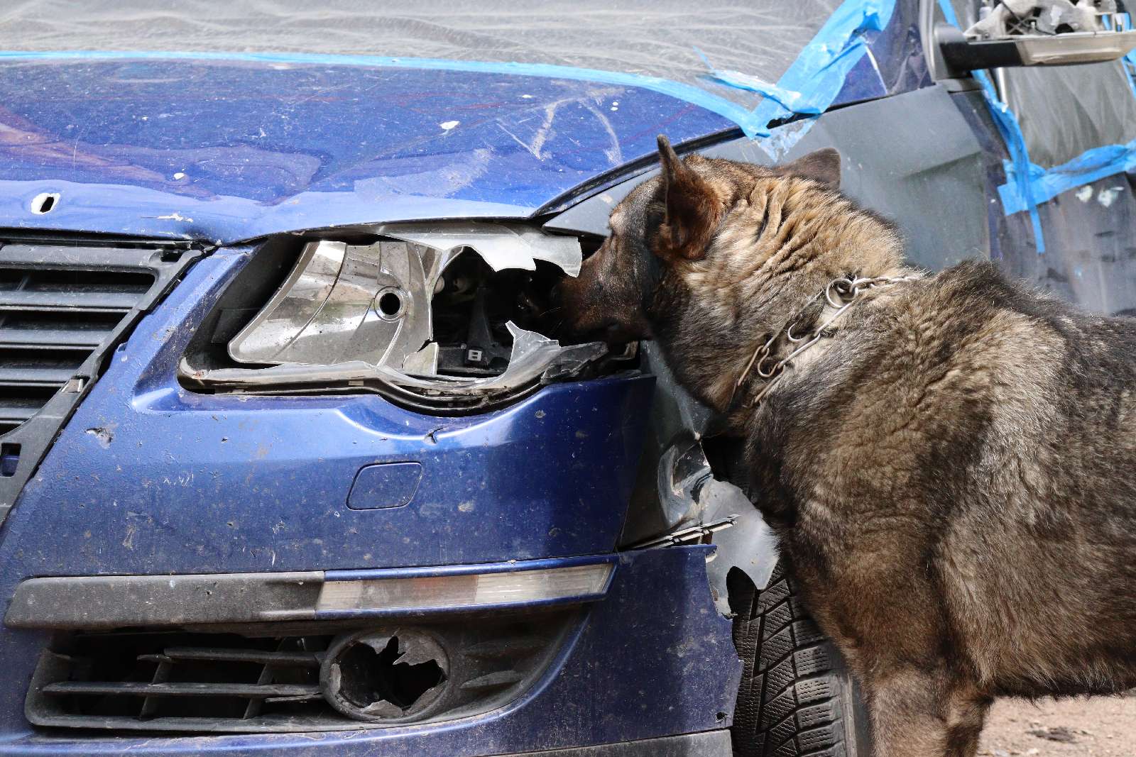 Украинские разведчики показали хвостатую помощницу-сапера Весту: спасла много жизней