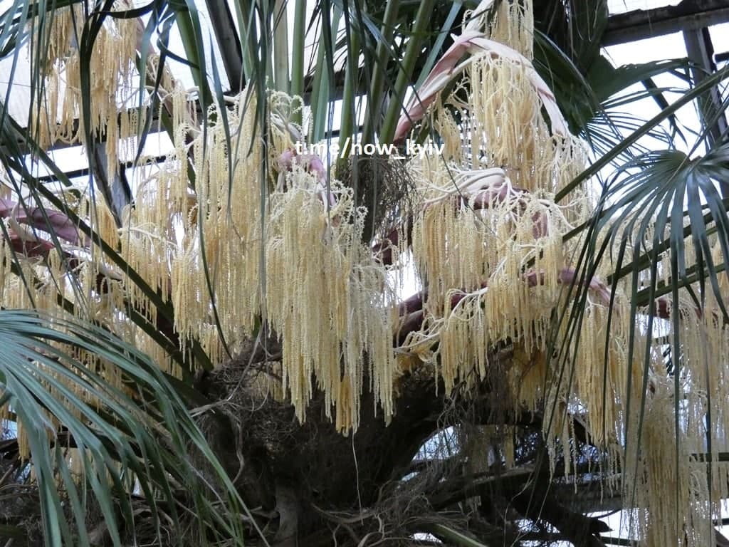 У Київському ботанічному саду розцвіла найстаріша в Європі пальма (фото)