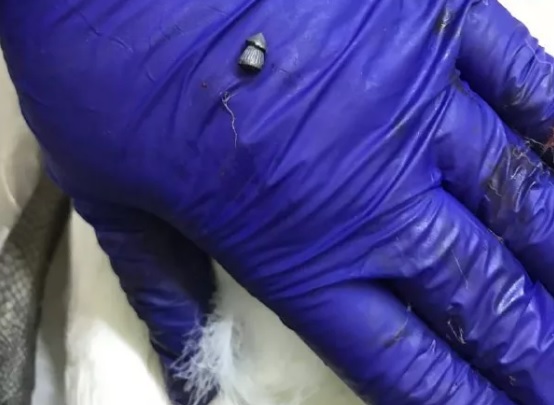 Пуля попала в сердце: в киевском парке застрелили лебедя