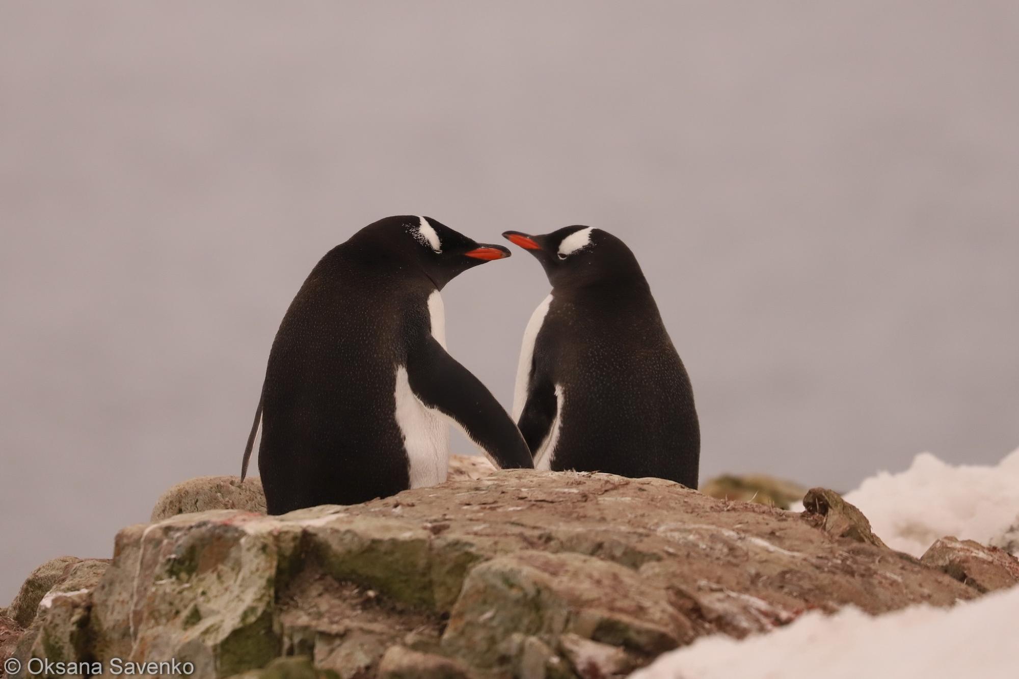 Українські полярники розчулили мережу знімками закоханих пінгвінів