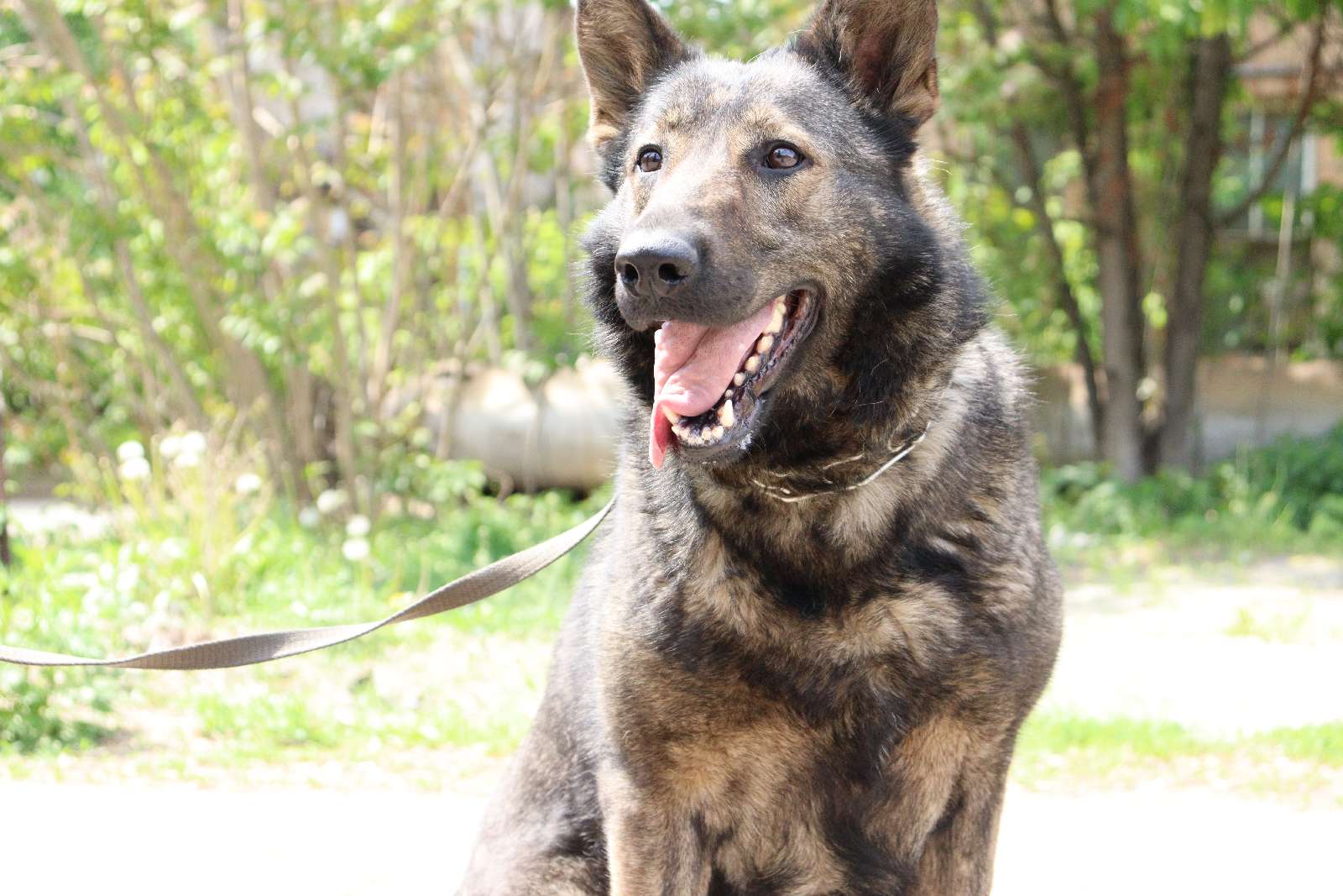 Украинские разведчики показали хвостатую помощницу-сапера Весту: спасла много жизней