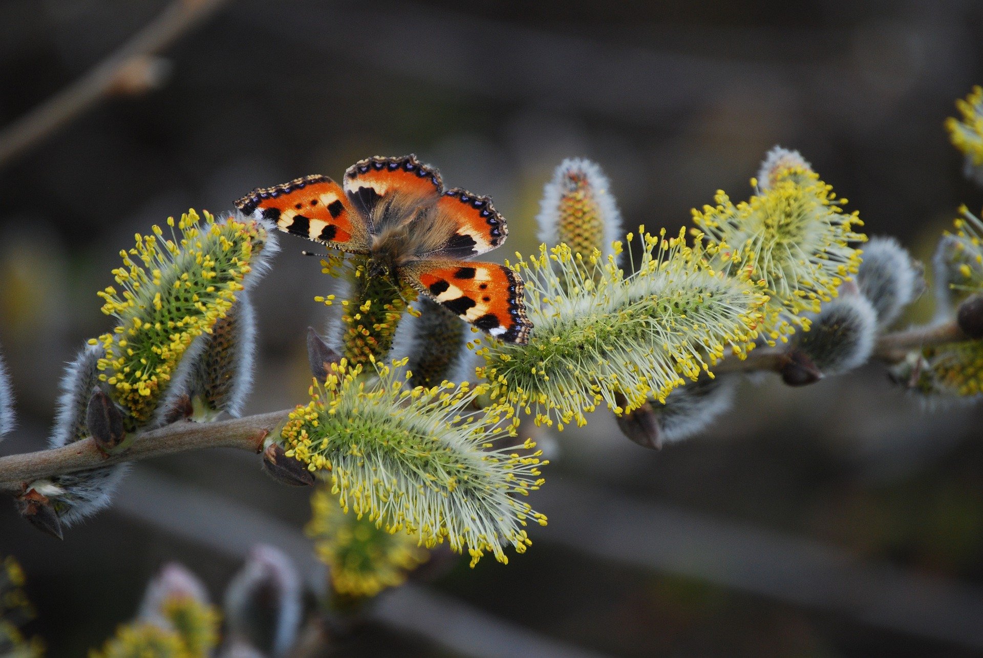 Найкрасивіші вітання в картинках і СМС з Вербною неділею, аби порадувати рідних і близьких