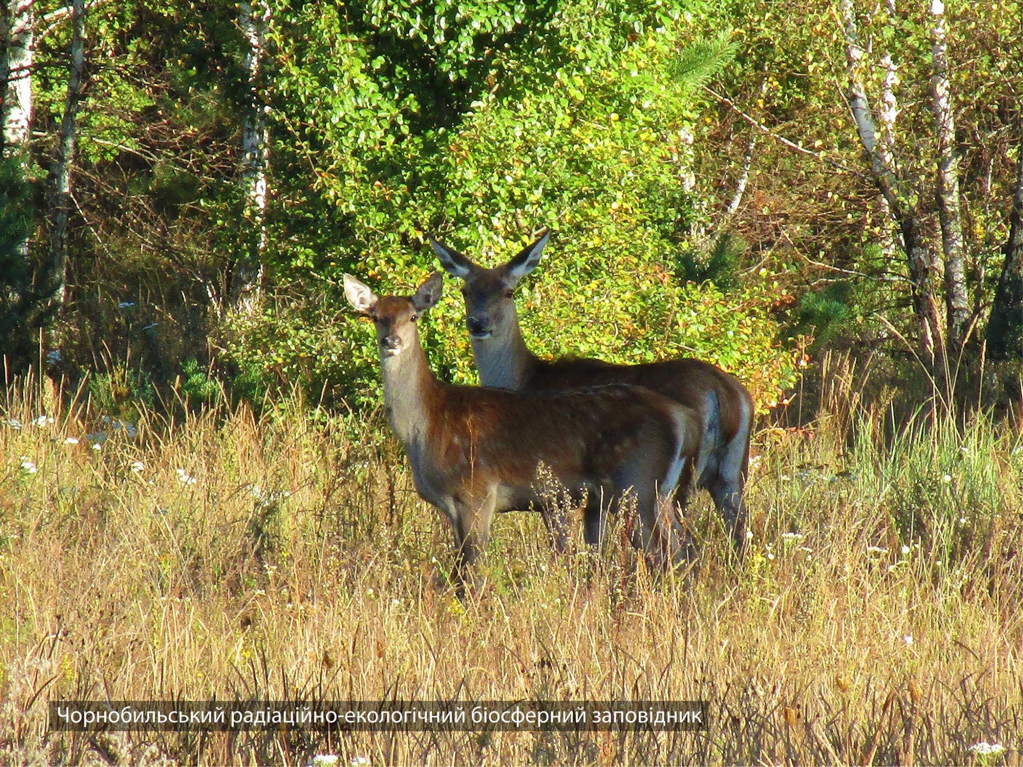 У Чорнобилі в кадр потрапили рідкісні тварини: найяскравіші фото з зони відчуження