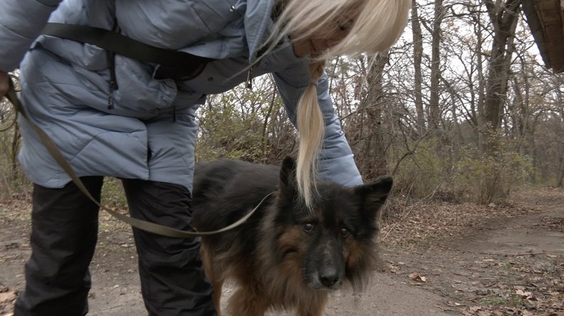 Черкаський "хатіко". Пес 8 років приходить на місце втрати господаря та чекає на нього: відео до сліз