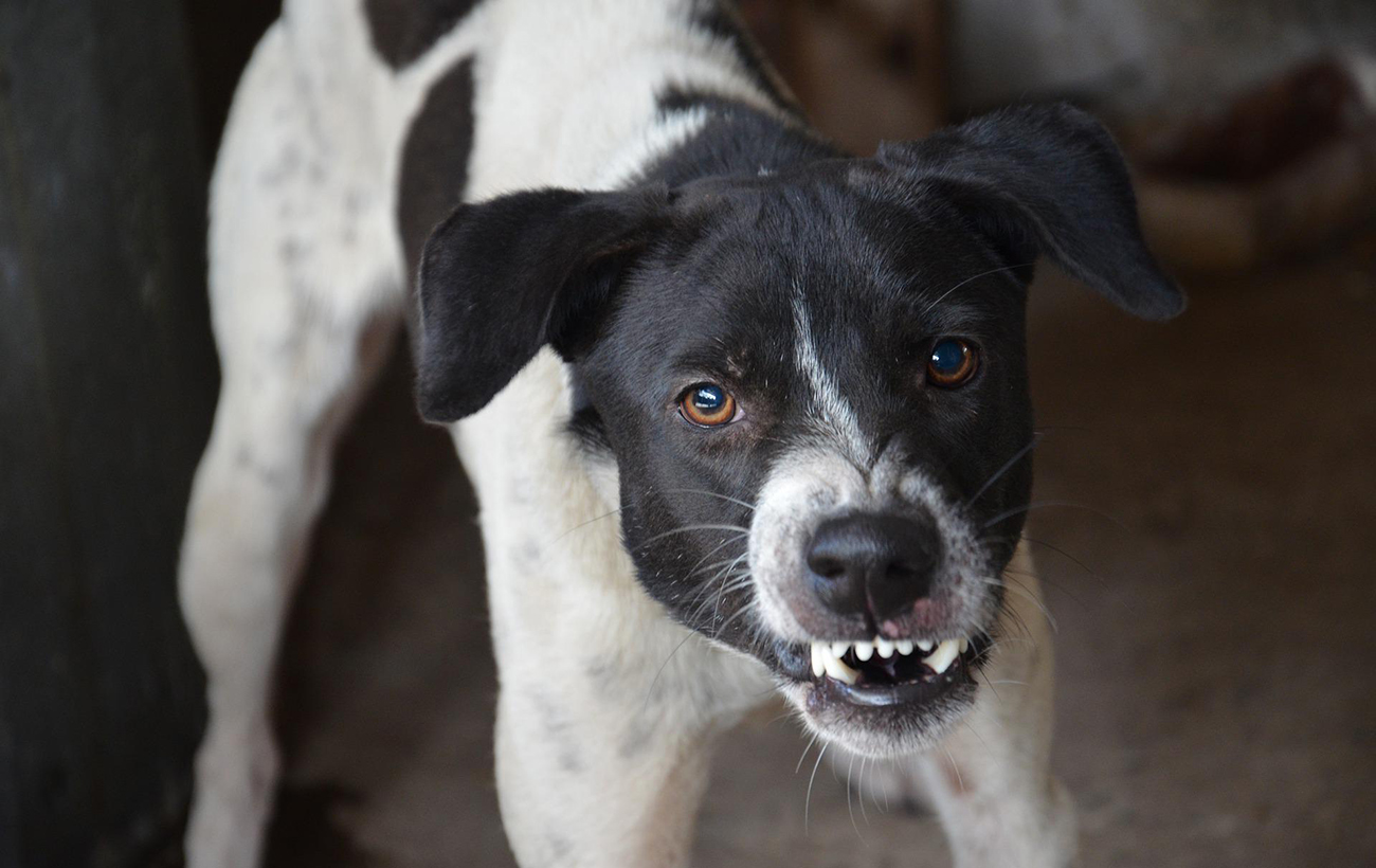 Людина також може заразитися. Як розпізнати небезпечну хворобу у тварин: симптоми та профілактика