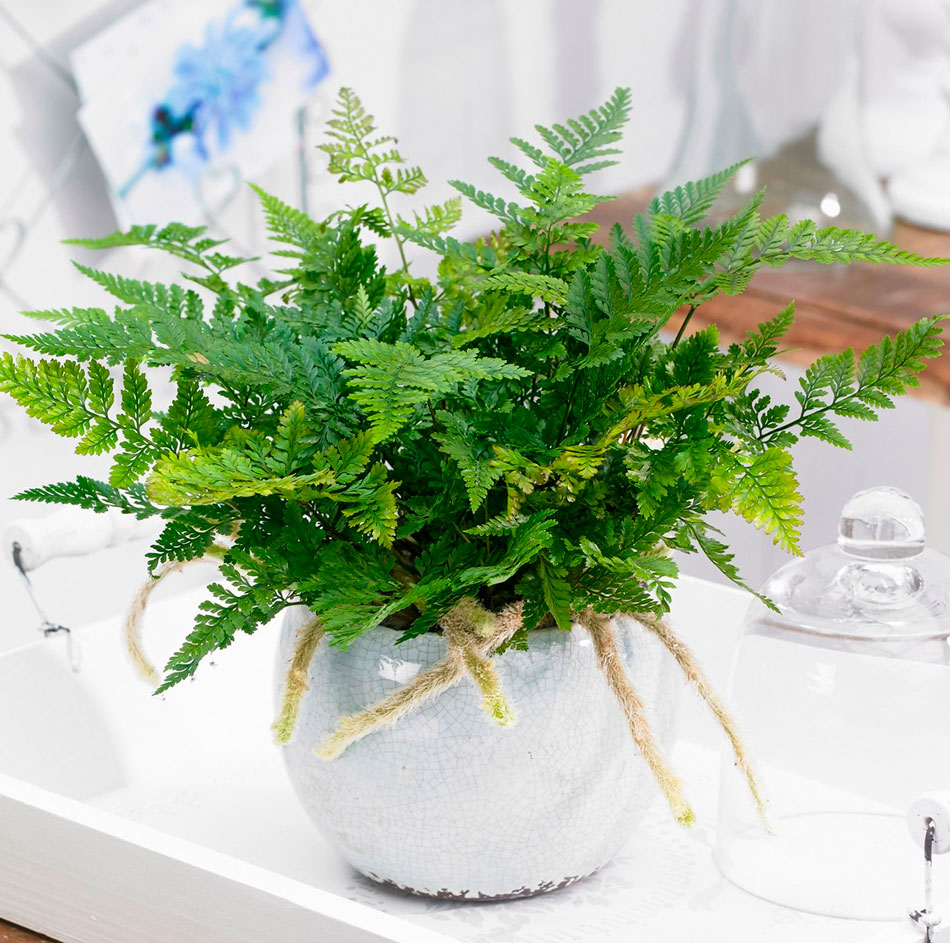 Комнатные растения, которые провоцируют беды и бедность. Выбросьте и вам станет легче