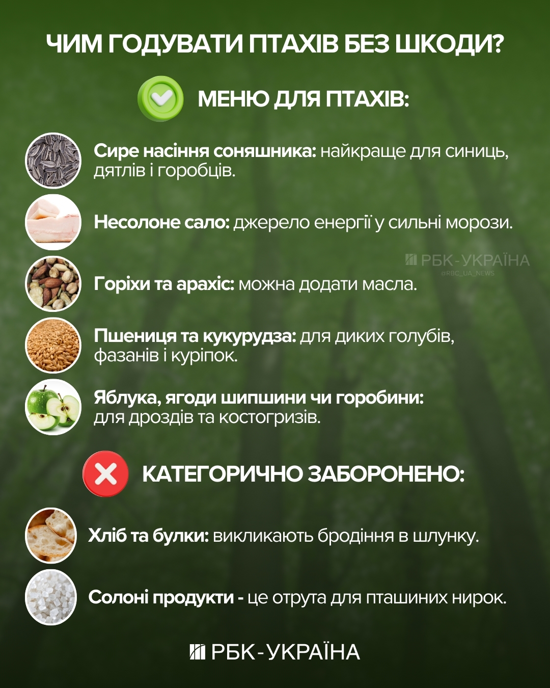 Куди зникають горобці, як мстять ворони та чому папуги матюкаються: інтерв'ю з орнітологом