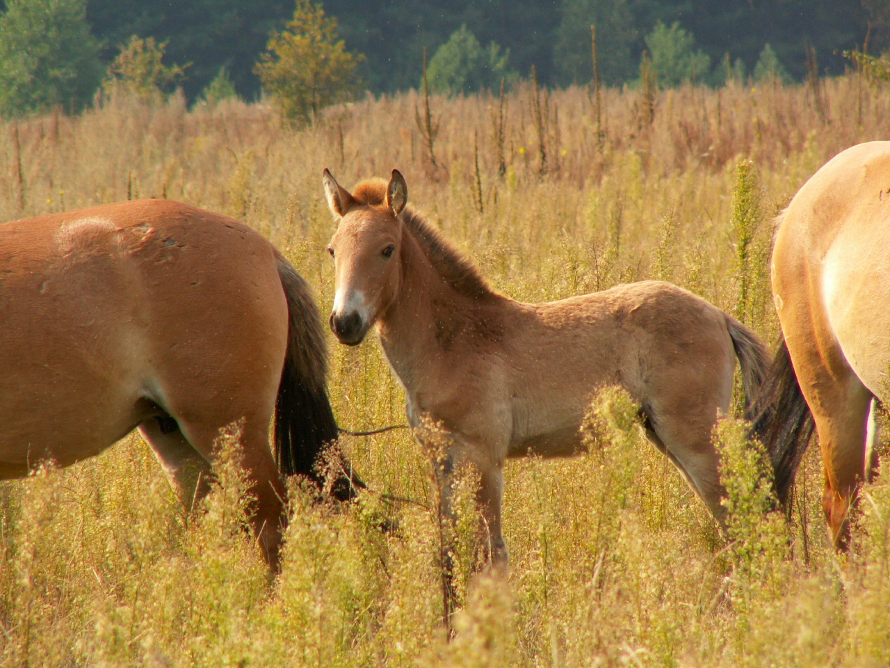 В Чернобыльском заповеднике появилось стадо лошадей Пржевальского: фото с высоты птичьего полета