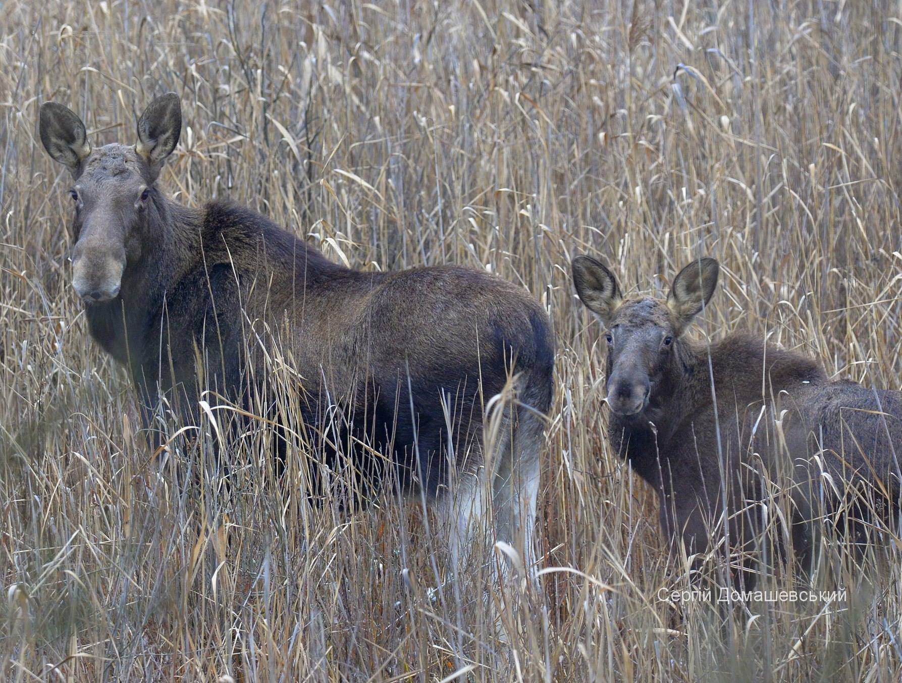 Схожі як дві краплі води: у Чорнобилі виявили унікальних лосів-двійнят (фото)