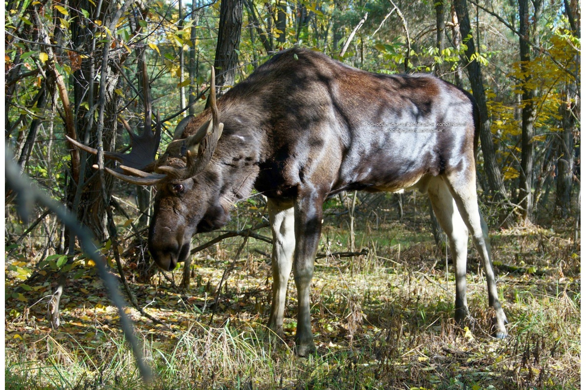 Схожі як дві краплі води: у Чорнобилі виявили унікальних лосів-двійнят (фото)
