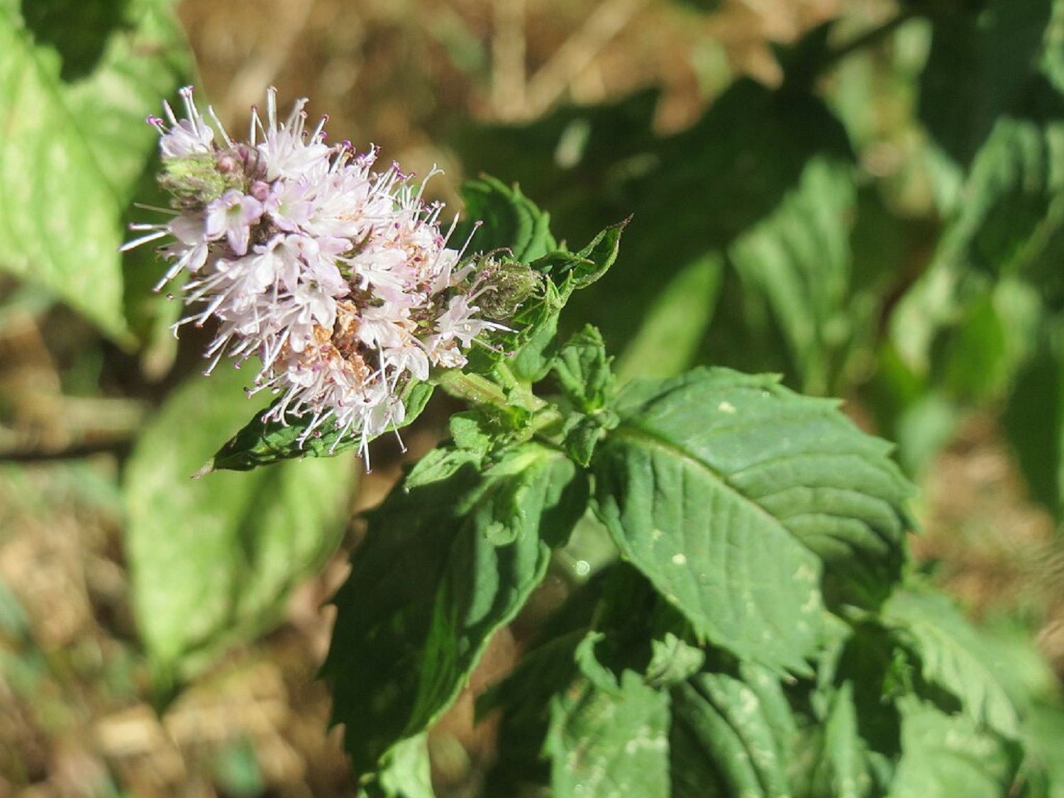 7 рослин, які відлякують ос