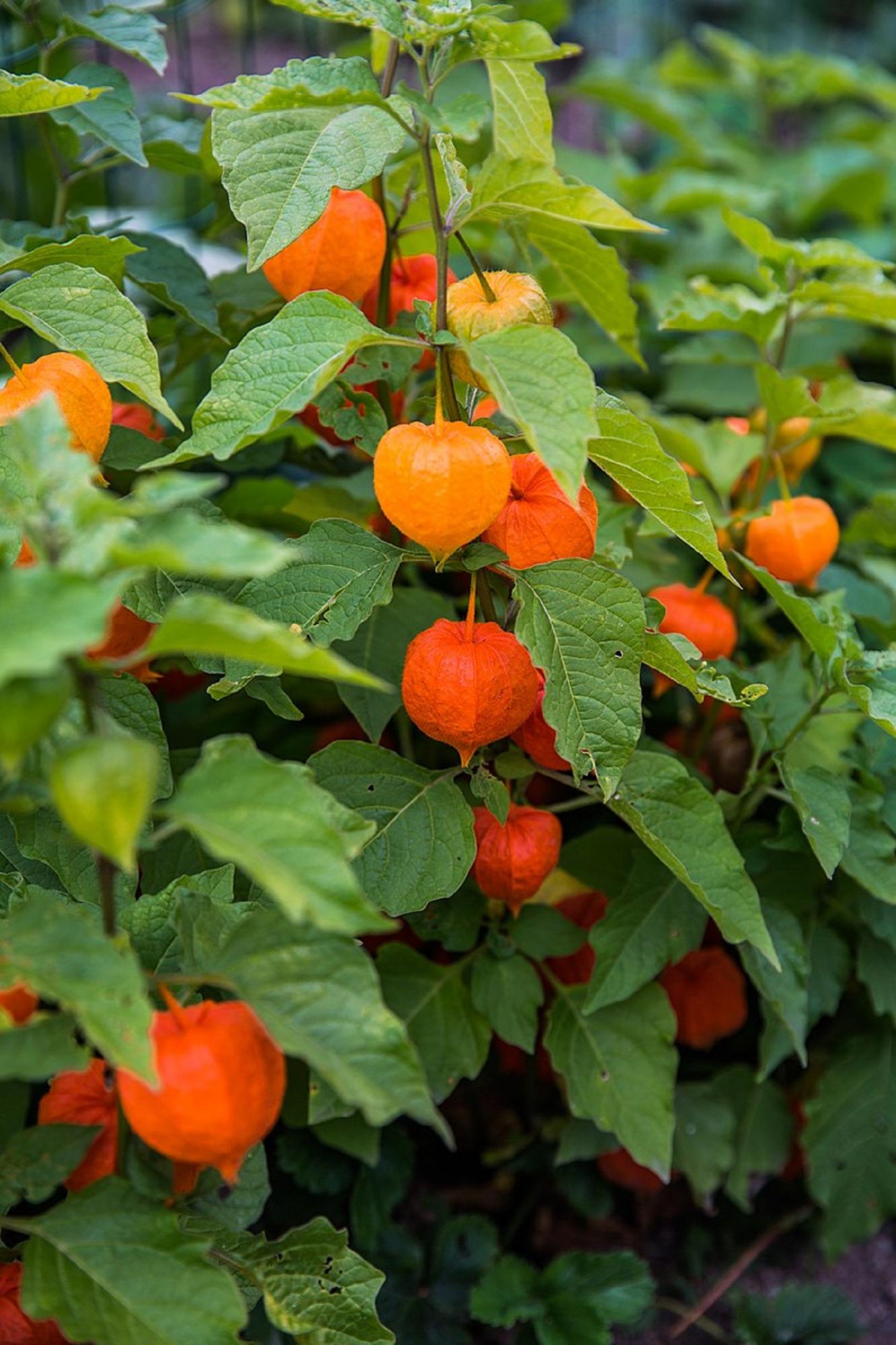 Не садіть їх: 6 &quot;корисних&quot; рослин, на які не варто витрачати сили