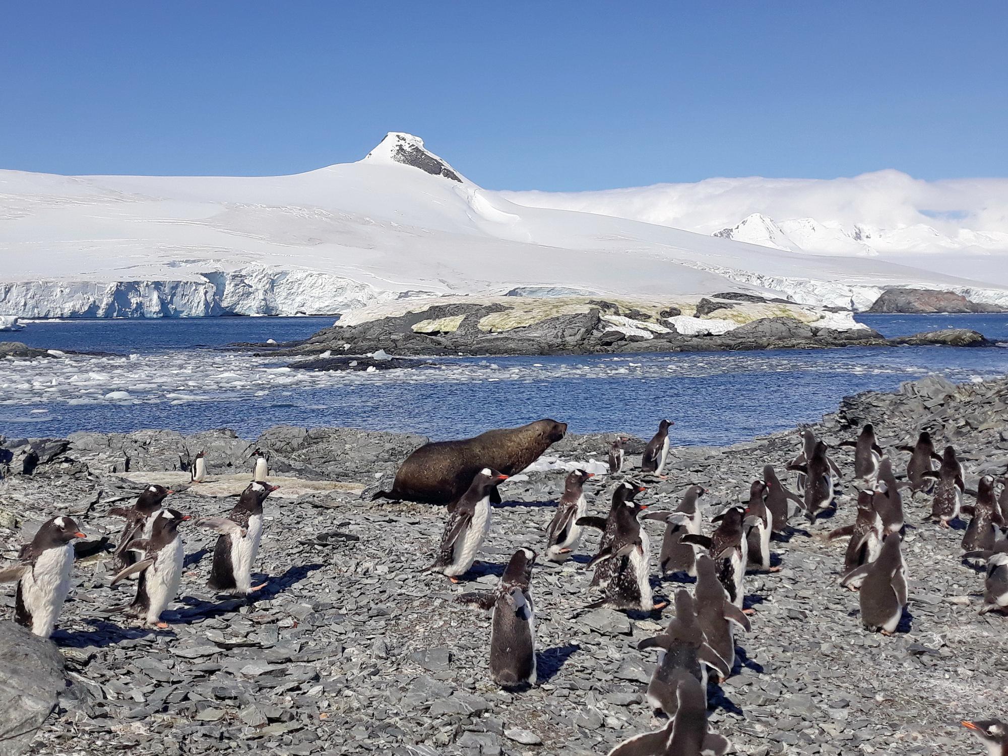 Полярник Богдан Гаврилюк: Холод - єдине, до чого не може звикнути людина