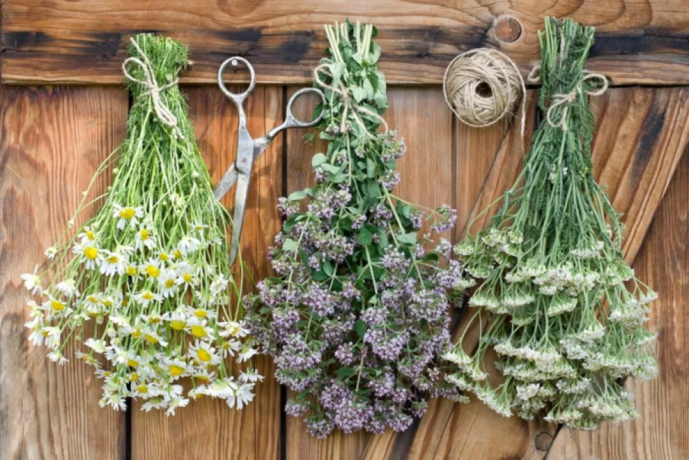 Ці українські трави допоможуть вилікувати гайморит та нежить