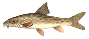 Какую рыбу нельзя ловить в Украине: штраф до 48 тысяч гривен!