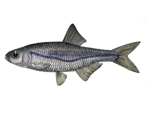 Какую рыбу нельзя ловить в Украине: штраф до 48 тысяч гривен!