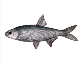 Какую рыбу нельзя ловить в Украине: штраф до 48 тысяч гривен!