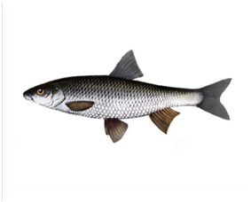 Какую рыбу нельзя ловить в Украине: штраф до 48 тысяч гривен!