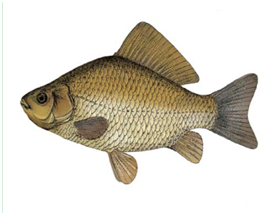 Какую рыбу нельзя ловить в Украине: штраф до 48 тысяч гривен!