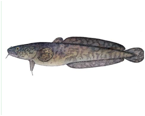 Какую рыбу нельзя ловить в Украине: штраф до 48 тысяч гривен!