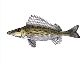 Какую рыбу нельзя ловить в Украине: штраф до 48 тысяч гривен!