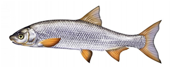 Какую рыбу нельзя ловить в Украине: штраф до 48 тысяч гривен!