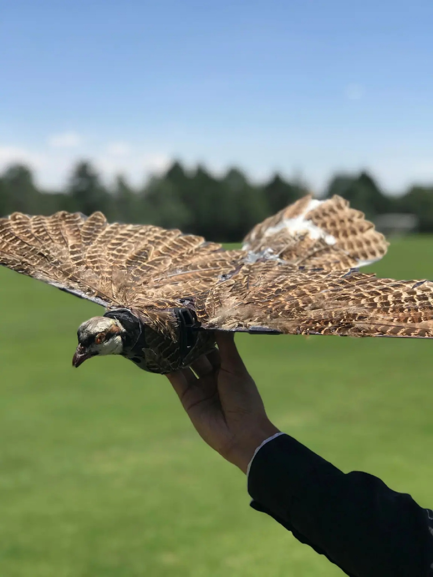 Это шокирует: американские ученые создают дроны-зомби из птиц