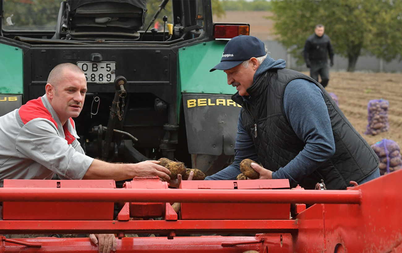 Дефіцит картоплі у Білорусі: Лукашенко скаржиться, а Путін не вірить