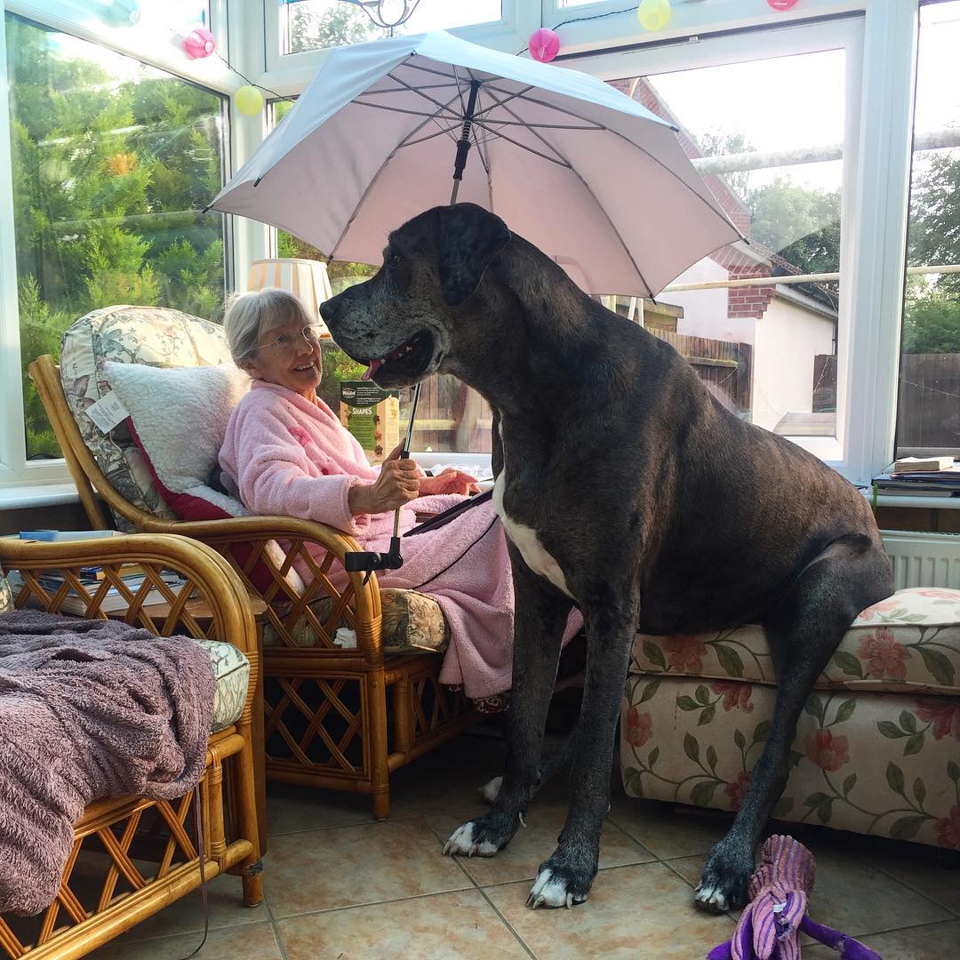 Дивіться на найвищого собаку у світі, який більше схожий на коня