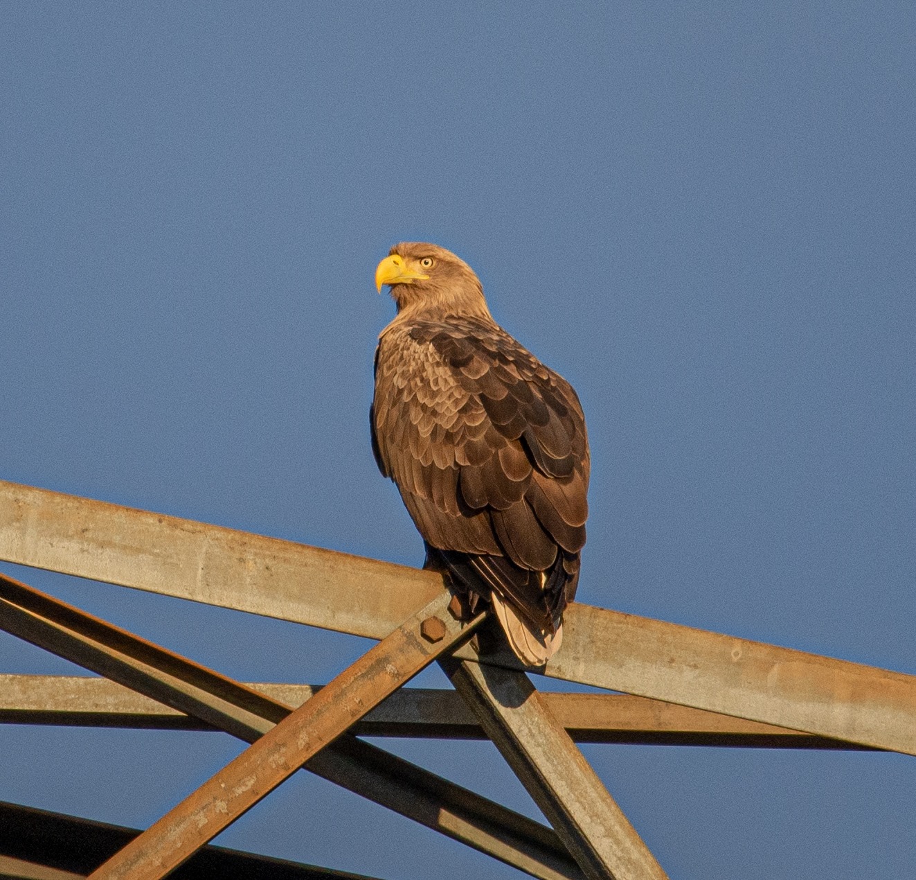 Лакомятся рыбой и охотятся на черных аистов: в Чернобыле растет популяция краснокнижных орланов