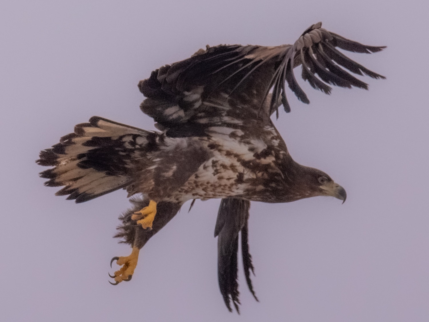 Лакомятся рыбой и охотятся на черных аистов: в Чернобыле растет популяция краснокнижных орланов