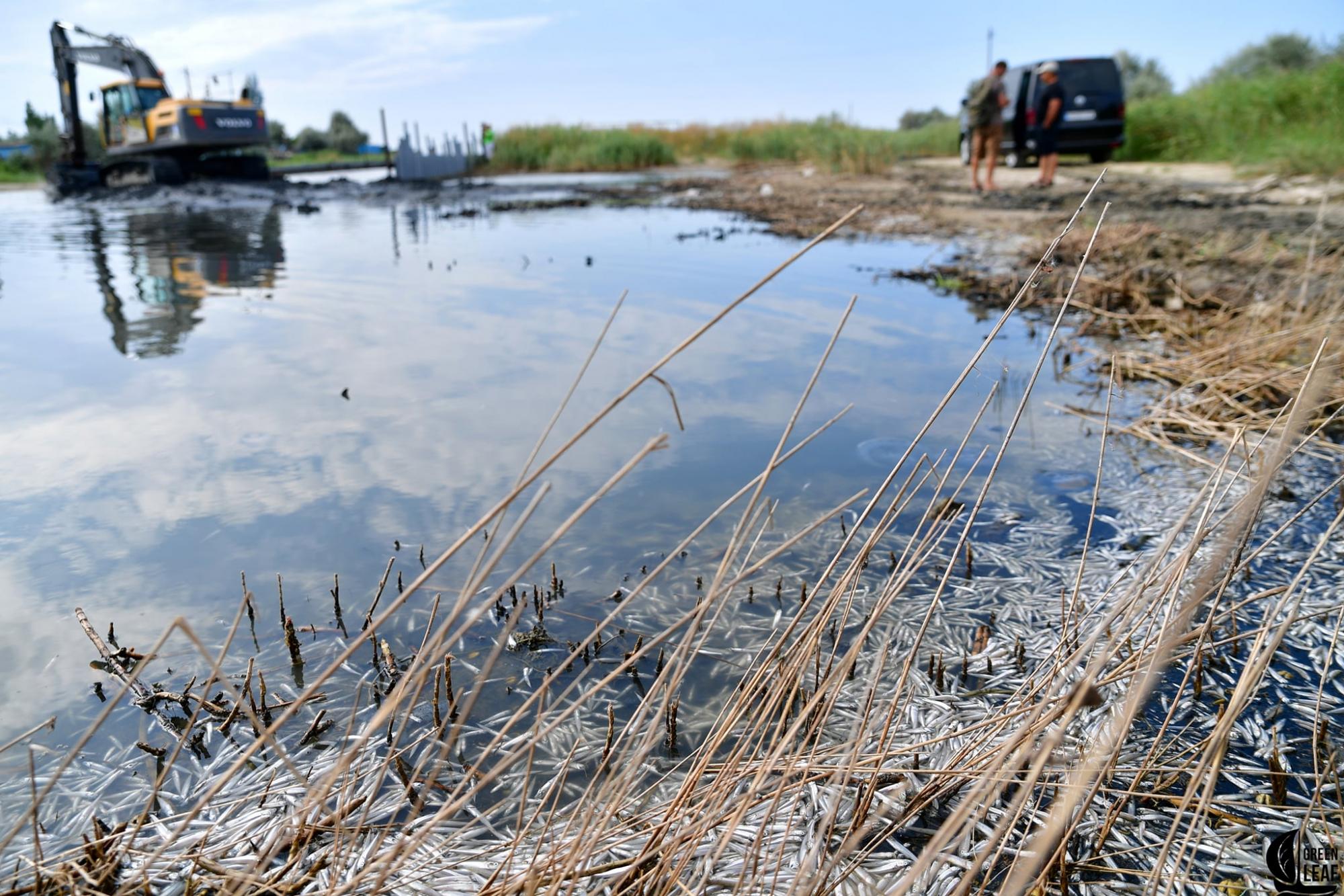 У Чорному морі поверхня всіяна дохлою рибою: екологи б'ють на сполох (відео)