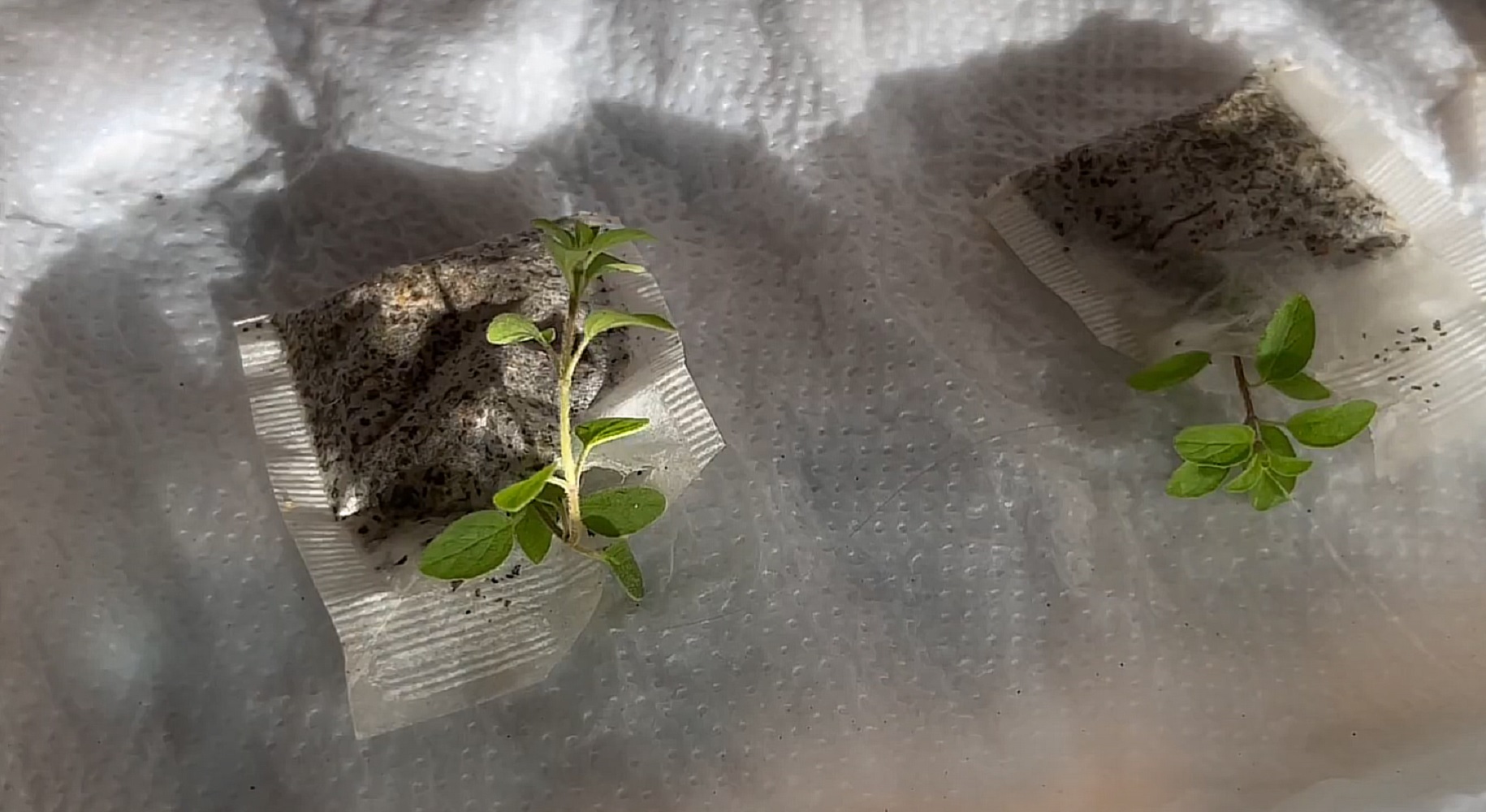 Ідеальний метод для економних та лінивих: як виростити розсаду в чайних пакетиках