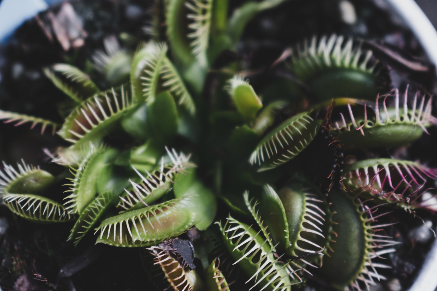 Почему растения зеленые, как "умирают" деревья и вся правда о ГМО: интервью с ботаником