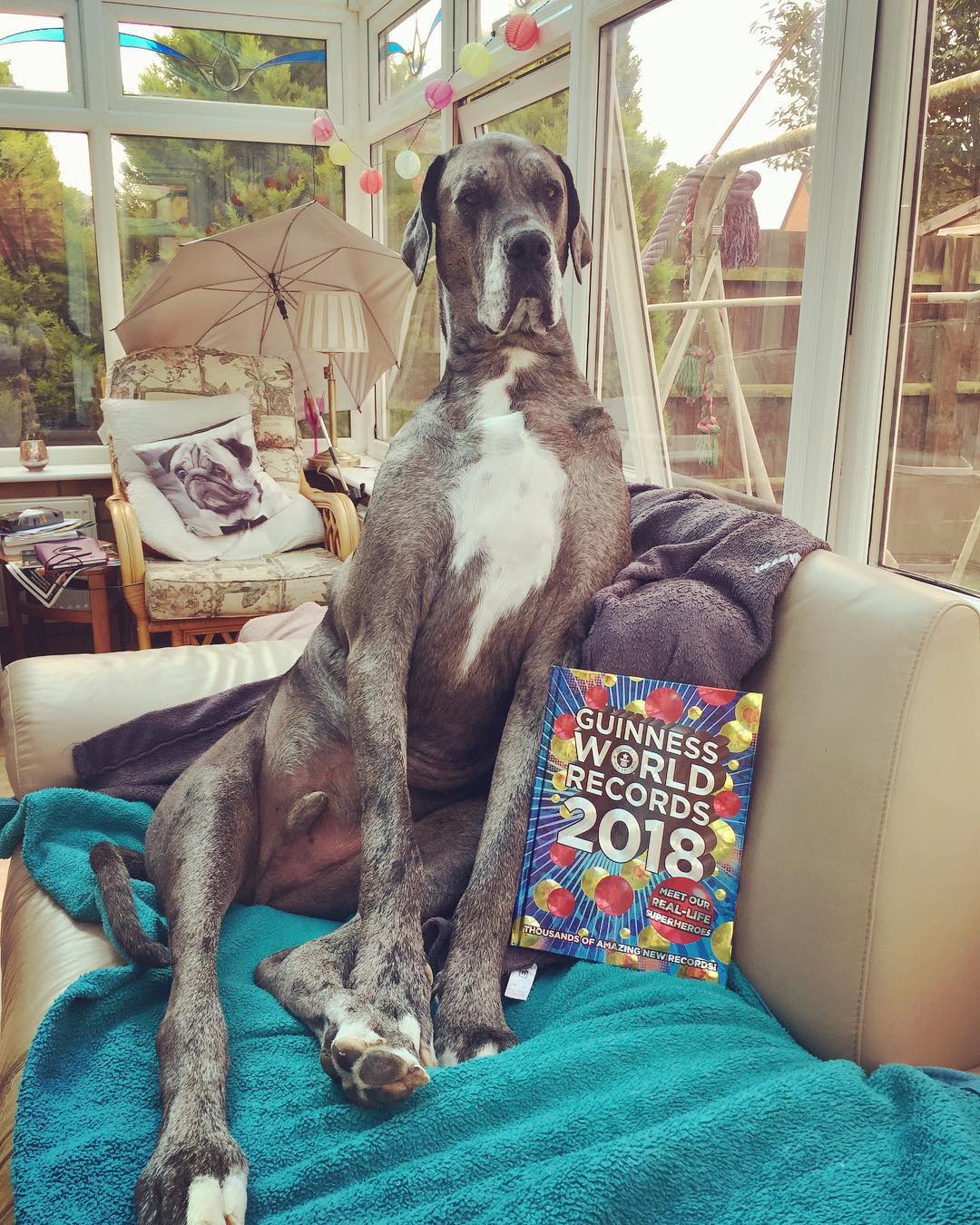 Дивіться на найвищого собаку у світі, який більше схожий на коня