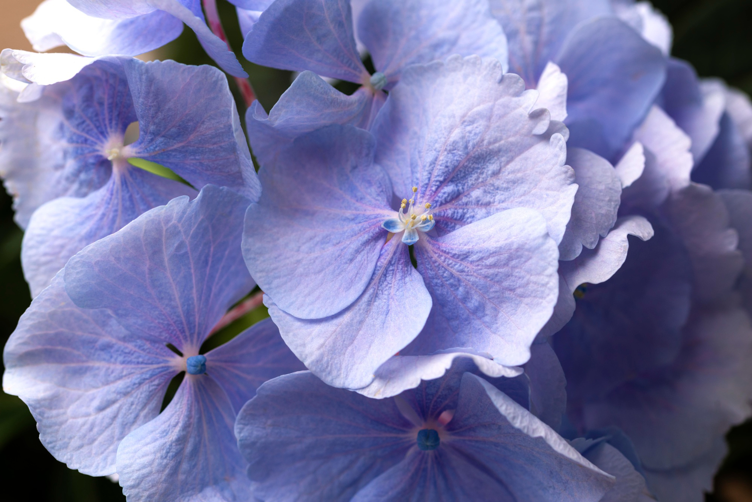 Прикрашаємо сад: які квіти можна посадити у травні