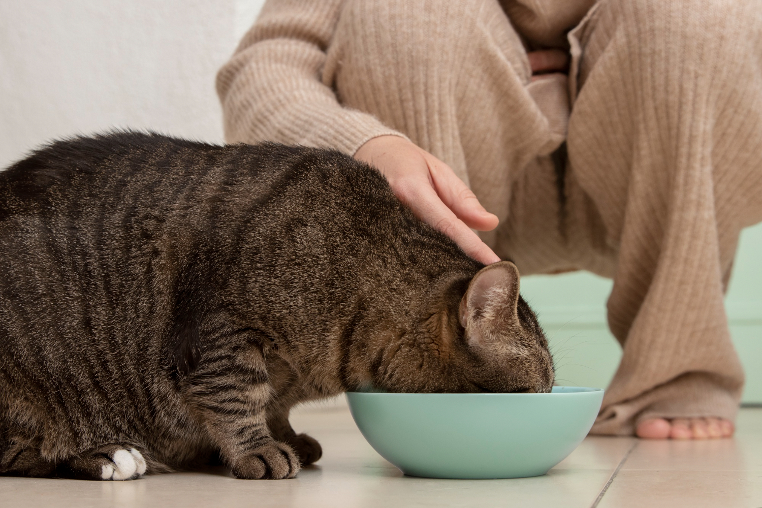 Чому коти люблять оливки: чи можна давати їх улюбленцю