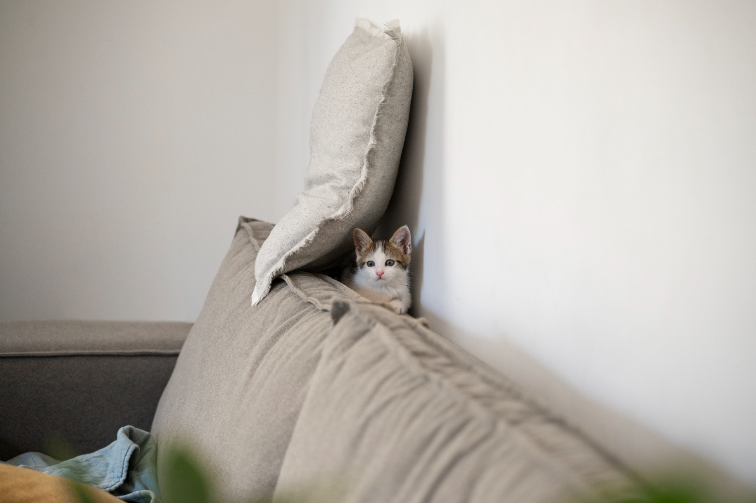 Тварина ховається і уникає контакту? Коли це - тривожний сигнал