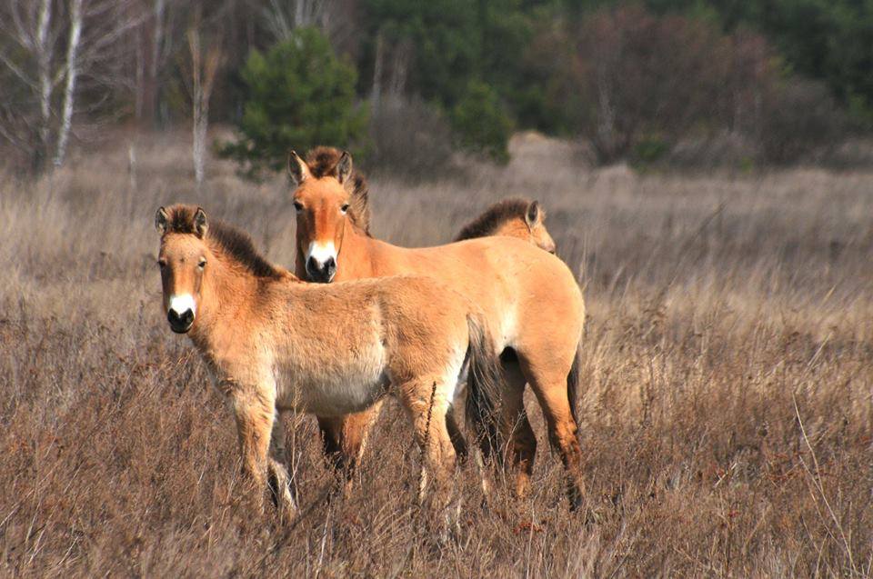 В Чернобыле ночью заметили грустное животное, которое путешествовало по лесу (фото)