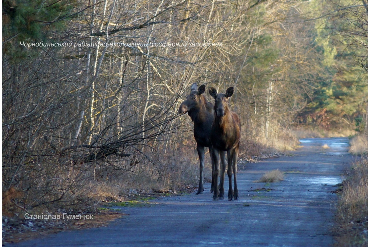 Схожі як дві краплі води: у Чорнобилі виявили унікальних лосів-двійнят (фото)